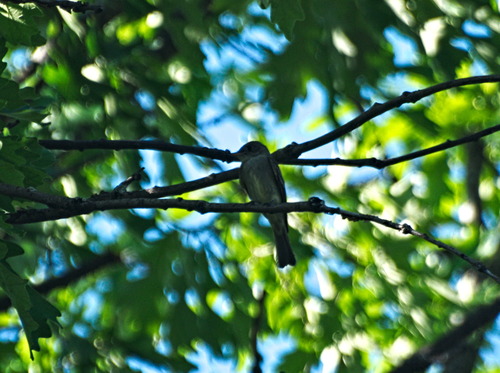 Eastern Wood-Pewee