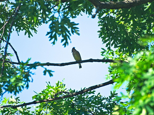 Cedar Waxwing