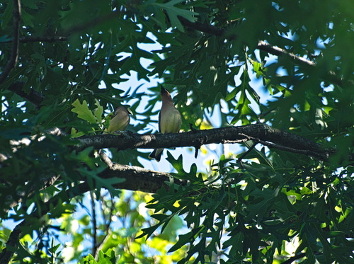 Cedar Waxwing