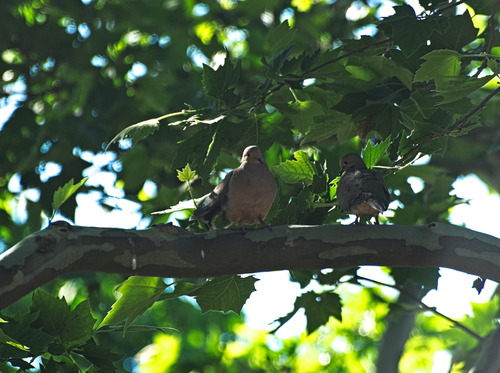 Mourning Dove