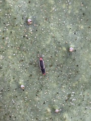 Hesperolabops gelastops