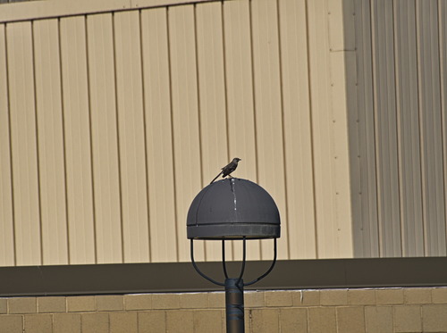 Northern Mockingbird