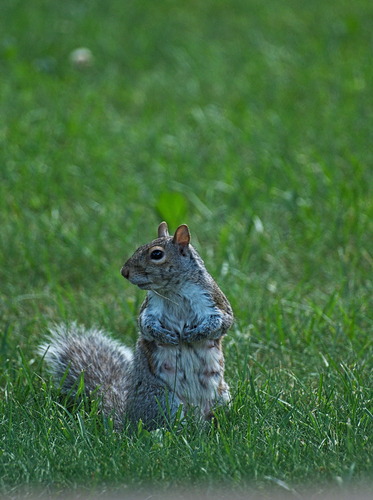 Eastern Gray Squirrel