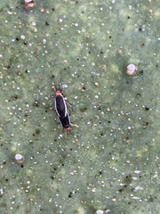 Hesperolabops gelastops