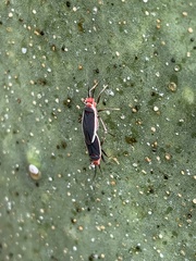 Hesperolabops gelastops