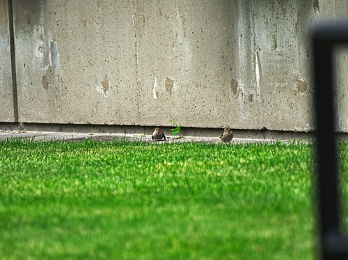 House Sparrow