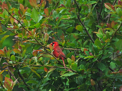Northern Cardinal