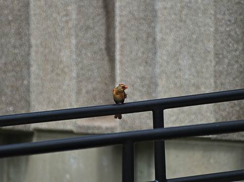 Northern Cardinal