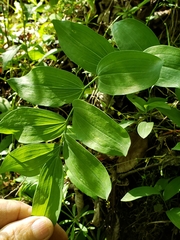Polygonatum biflorum biflorum