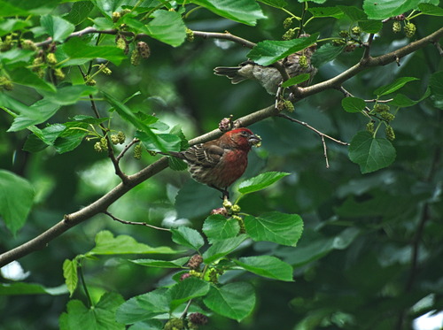 House Finch