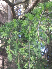 Cedrus libani