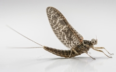 Callibaetis ferrugineus ferrugineus