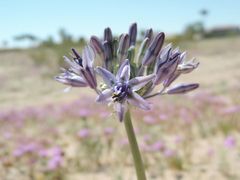 Triteleiopsis palmeri