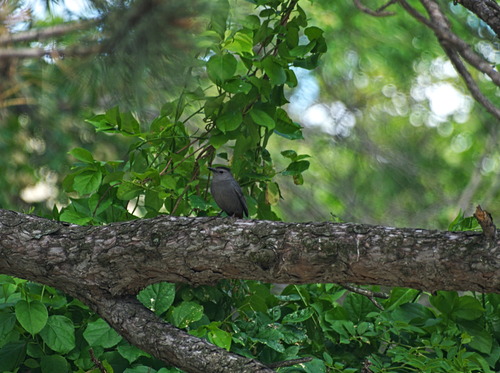 Gray Catbird