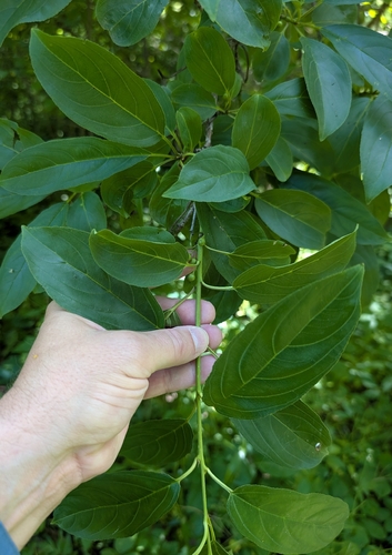 Rhamnus utilis iNat (3)