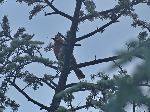 American Robin