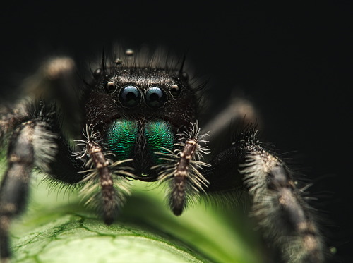 Flinke Springspinne