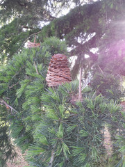 Cedrus libani