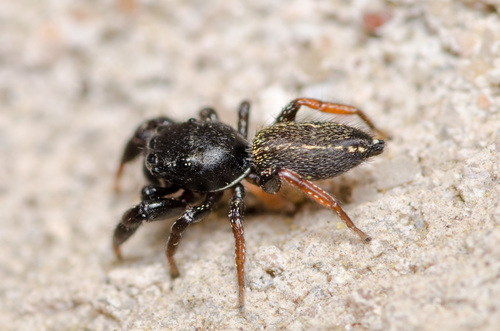Ribbon Jumping Spider