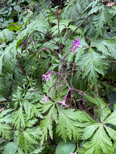 Geranium reuteri, photograph 4