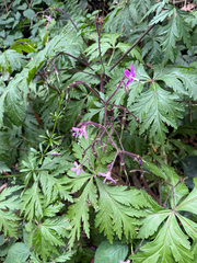 Geranium reuteri, photograph (c) Terra Occ, some rights reserved (CC BY)