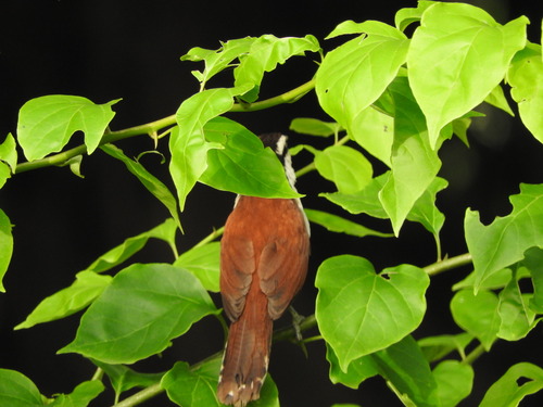 Giant Wren (Campylorhynchus chiapensis), photo 2