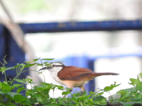 Giant Wren (Campylorhynchus chiapensis), photo 1
