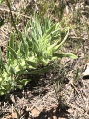 Oenothera cinerea cinerea