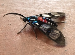 Poecilosoma eone