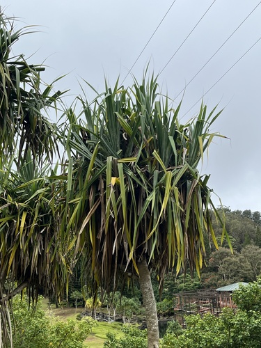 Pandanus tectorius observed 2026-06-14