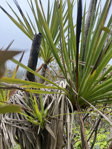 Cordyline australis observed 2026-06-14