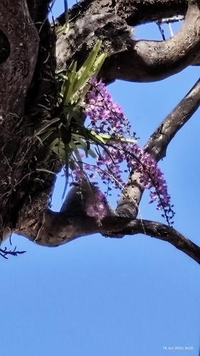 Aerides crispa, 2026-06-14