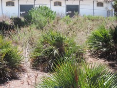 Chamaerops humilis
