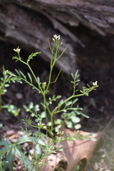 Cardamine parviflora