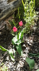 Tulipa