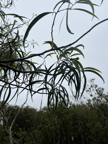 Acacia koa observed 2026-06-14