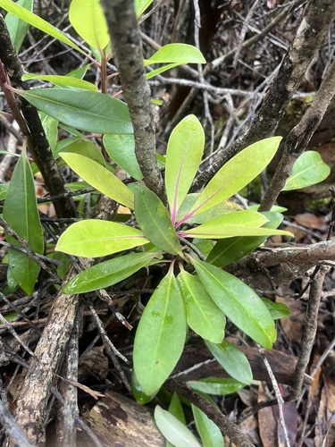 Myrsine lessertiana observed 2026-06-14