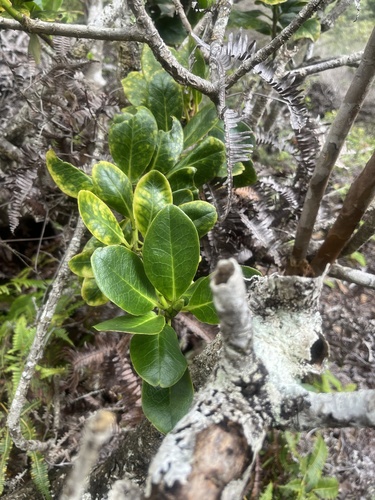 Ilex anomala observed 2026-06-14