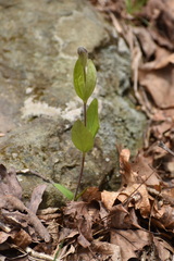 Clematis ochroleuca