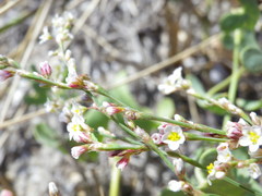 Polygonum arenarium