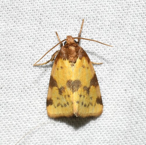 Obtuse Yellow photo 5