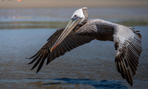Brown Pelican photographed in Oregon
