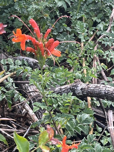 Tecomaria capensis observed 2026-06-14