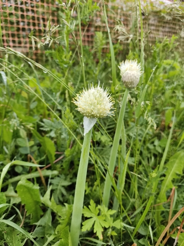 Allium fistulosum