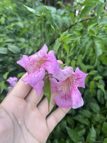 Podranea ricasoliana observed 2026-06-14