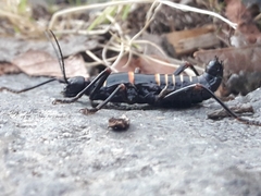 Monticomorpha flavolimbata