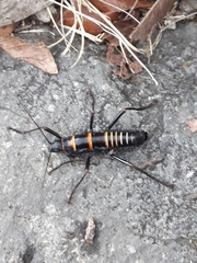 Monticomorpha flavolimbata