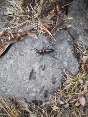 Monticomorpha flavolimbata