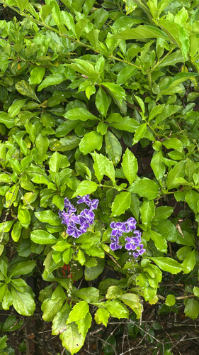 Duranta erecta observed 2026-06-14