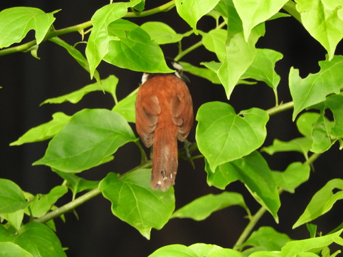 Giant Wren (Campylorhynchus chiapensis), photo 9
